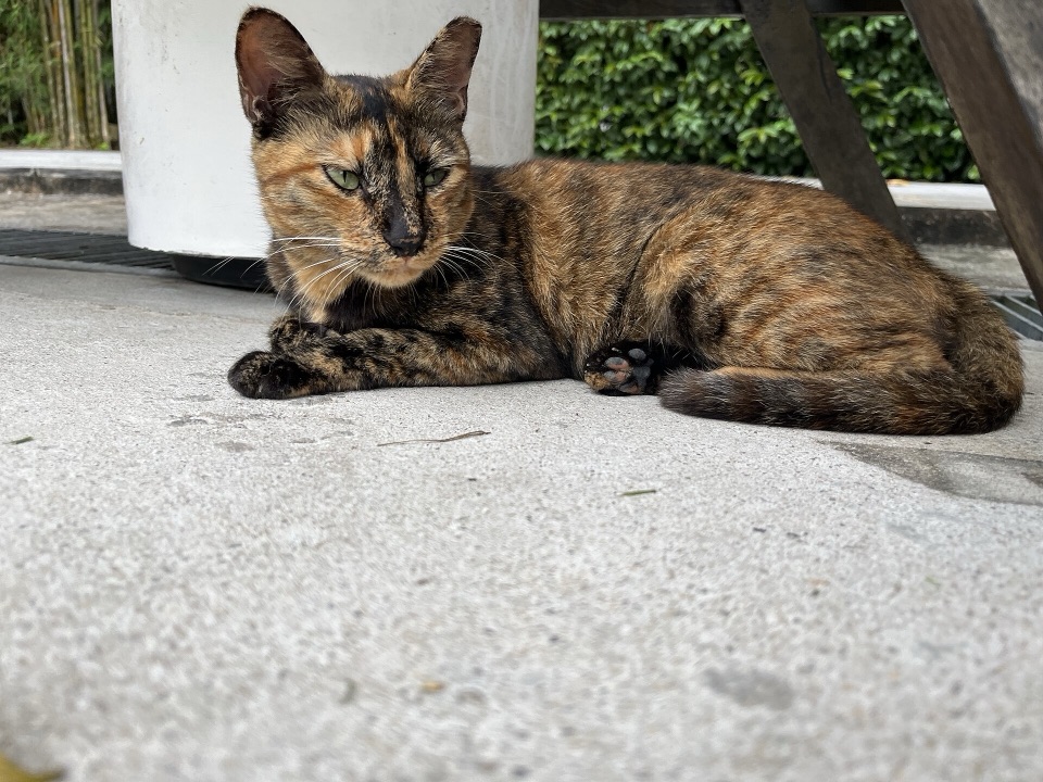 Kucing tortoiseshell beristirahat santai